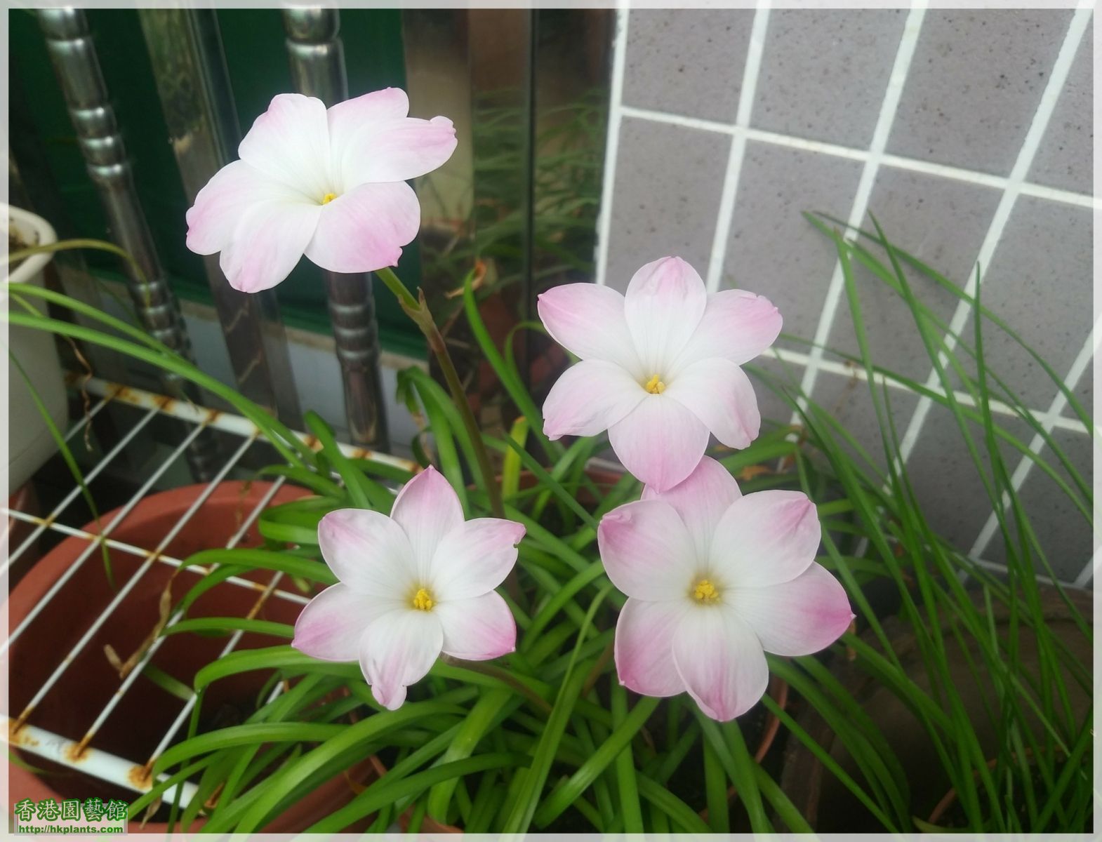 Zephyranthes sp. Labuffarosa 'Lily Pies'-2018-006.jpg