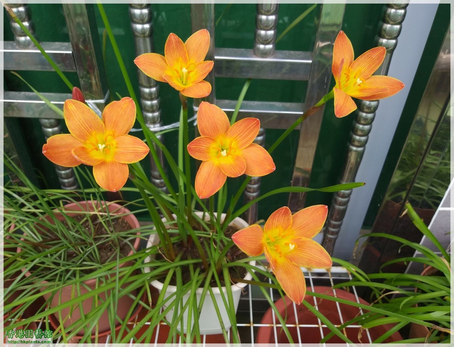 Zephyranthes Java-2018-010.jpg