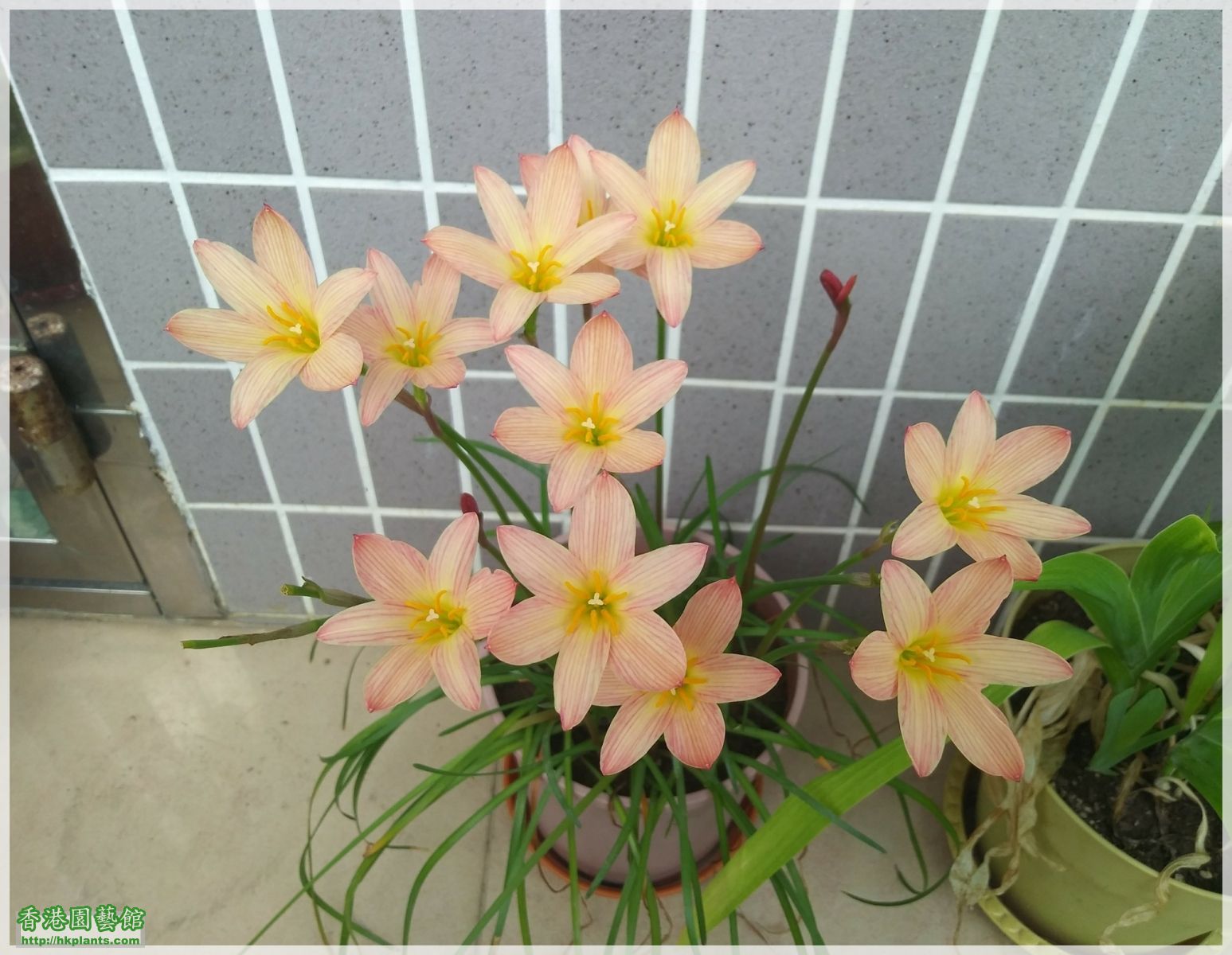 Zephyranthes Sunset Strain-2018-B007.jpg