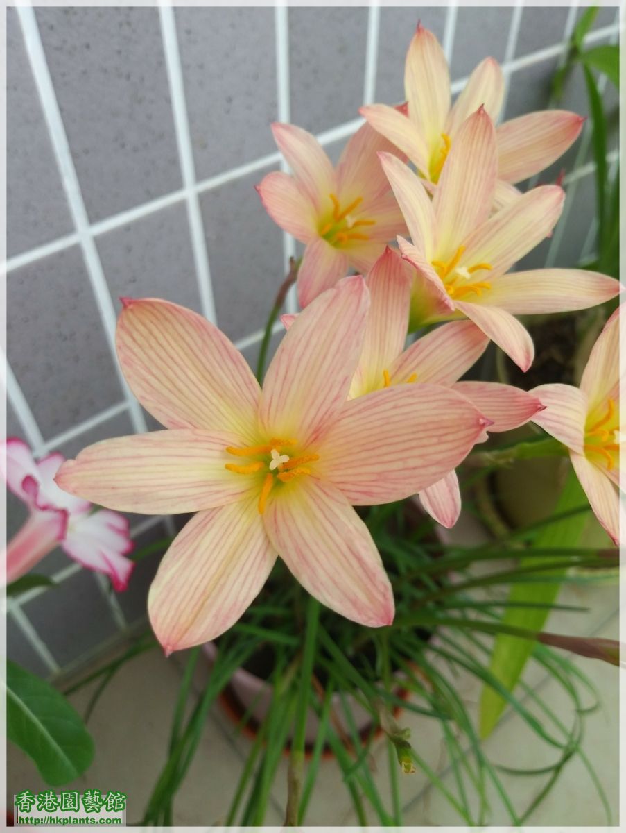 Zephyranthes Sunset Strain-2018-B008.jpg