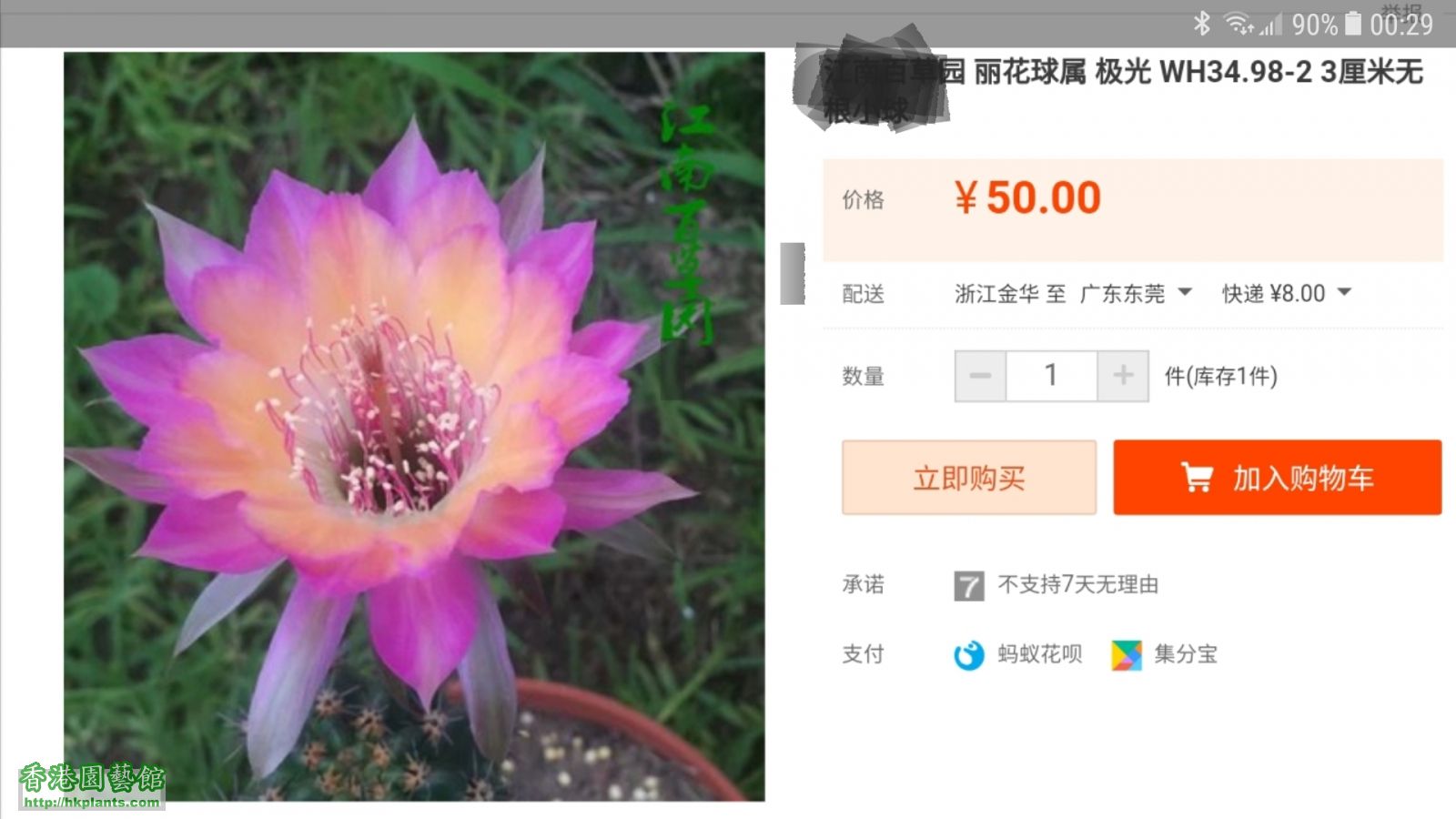 麗花極光