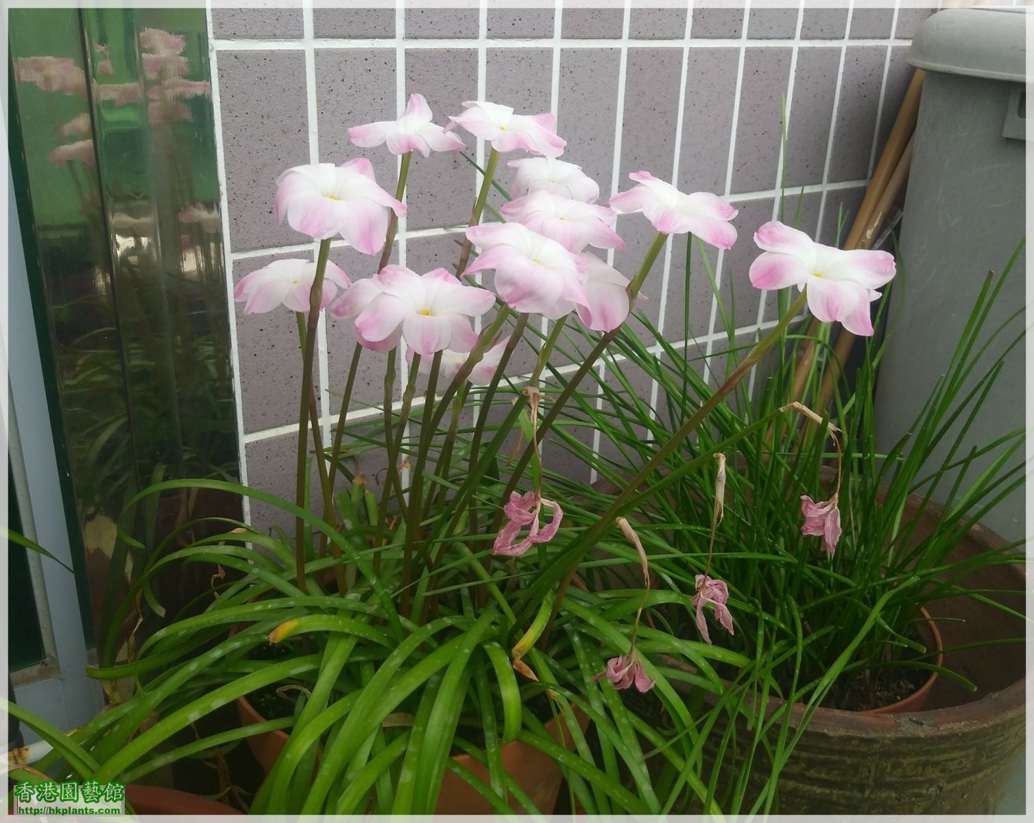 Zephyranthes sp. Labuffarosa 'Lily Pies'-2018-007.jpg