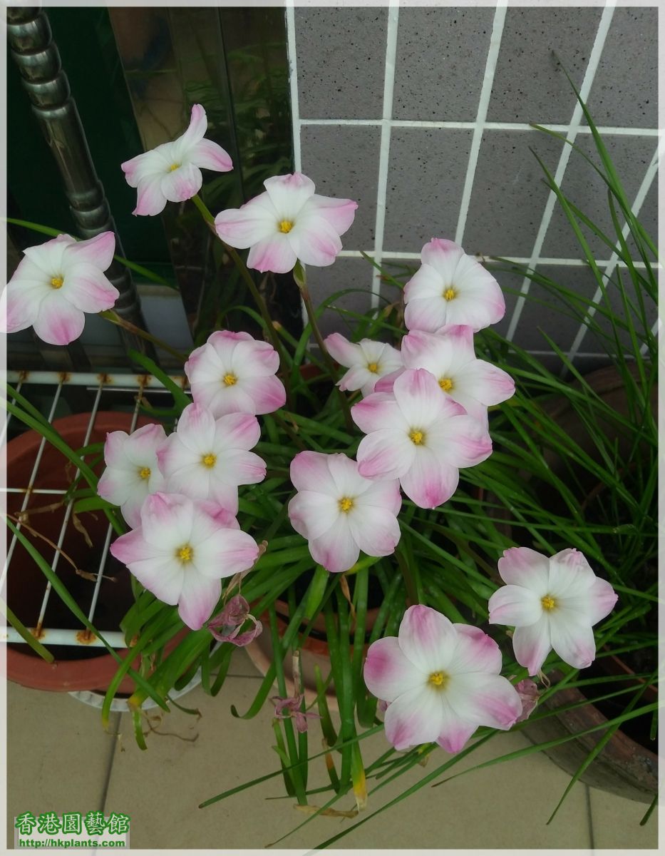 Zephyranthes sp. Labuffarosa 'Lily Pies'-2018-008.jpg