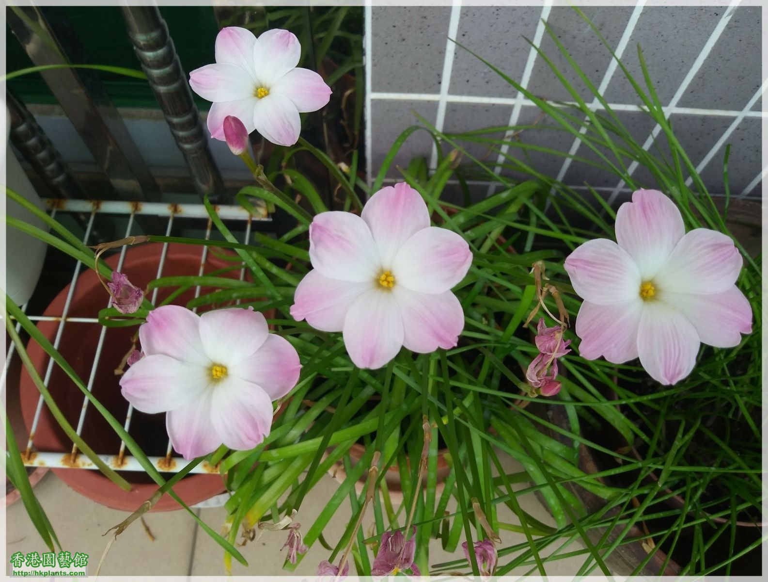 Zephyranthes sp. Labuffarosa 'Lily Pies'-2018-009.jpg