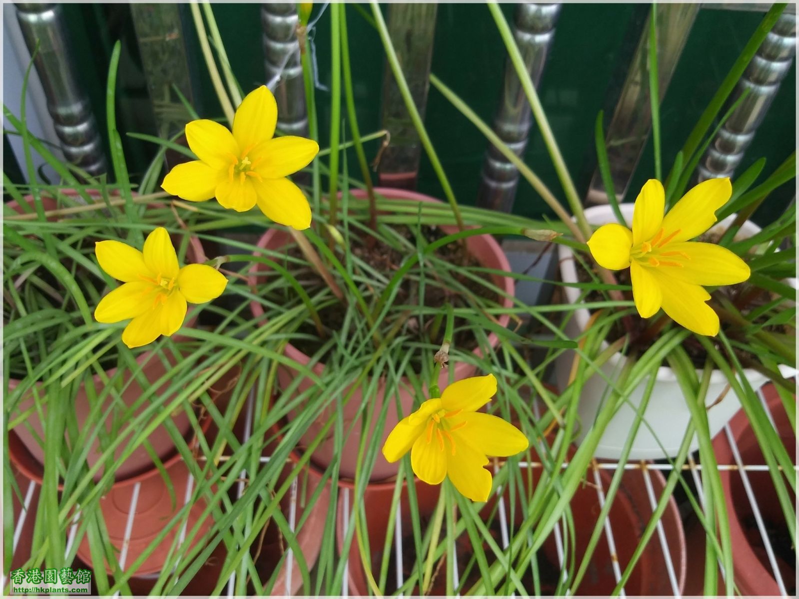 Zephyranthes Citrina-2018-009.jpg