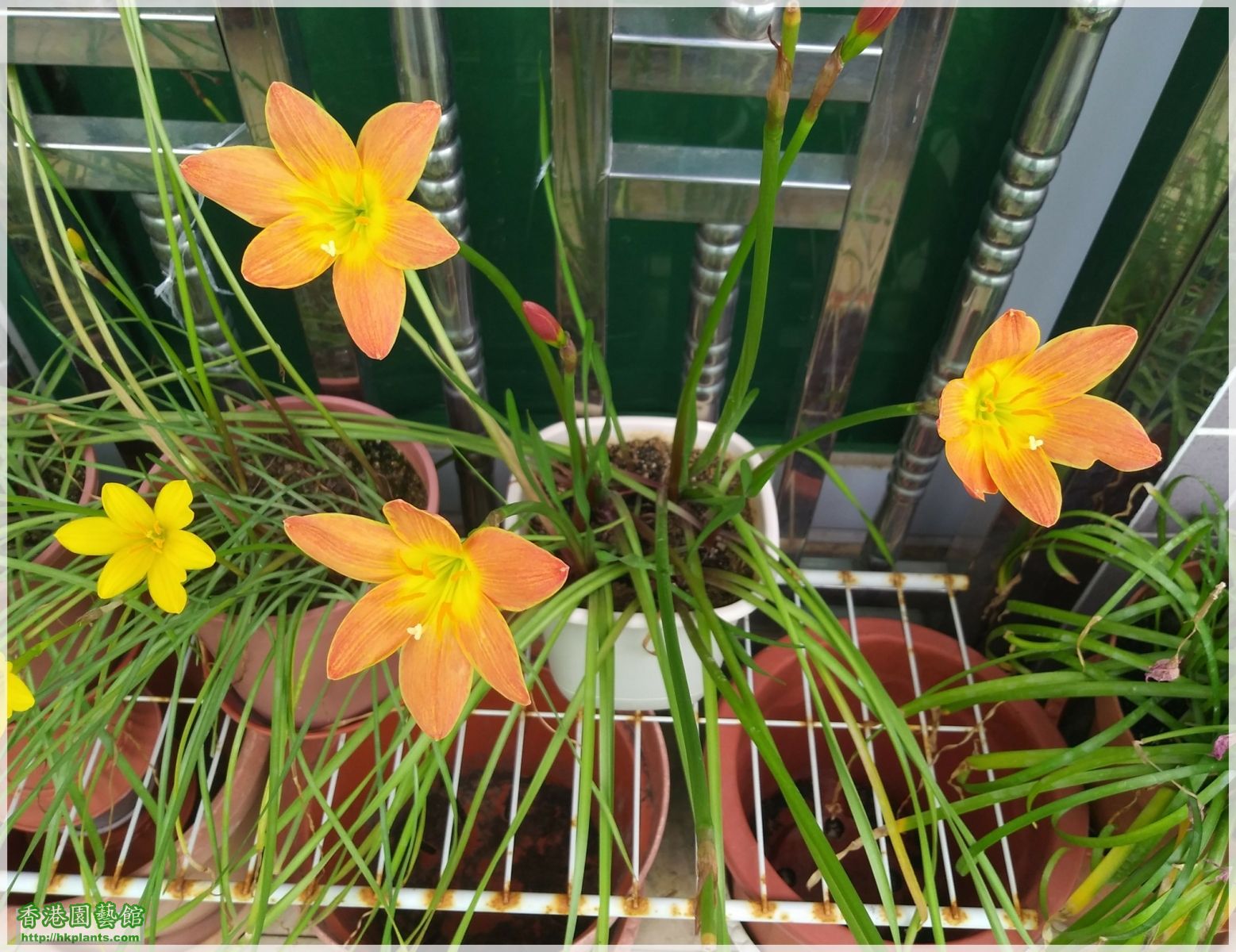 Zephyranthes Java-2018-015.jpg