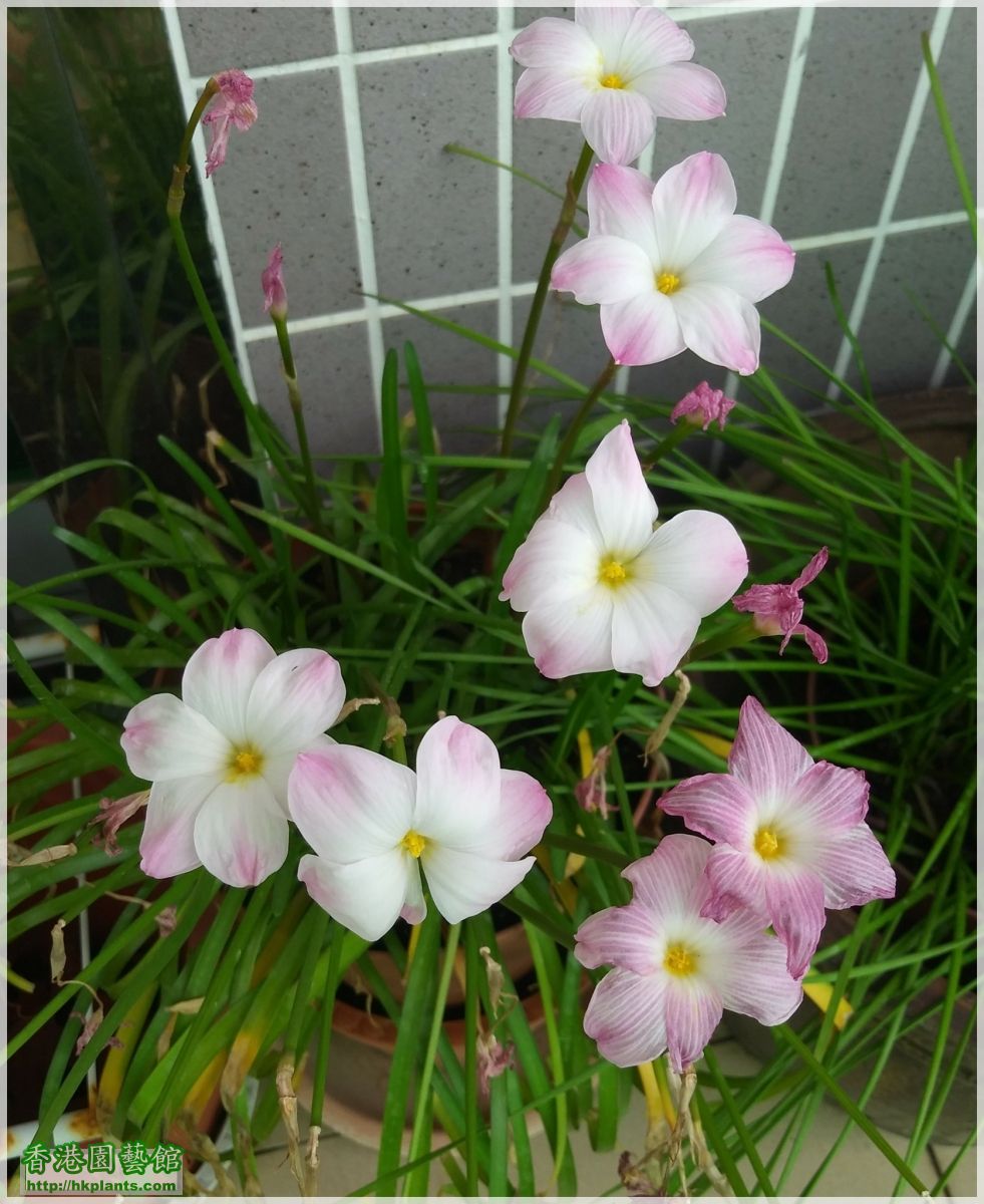 Zephyranthes sp. Labuffarosa 'Lily Pies'-2018-010.jpg