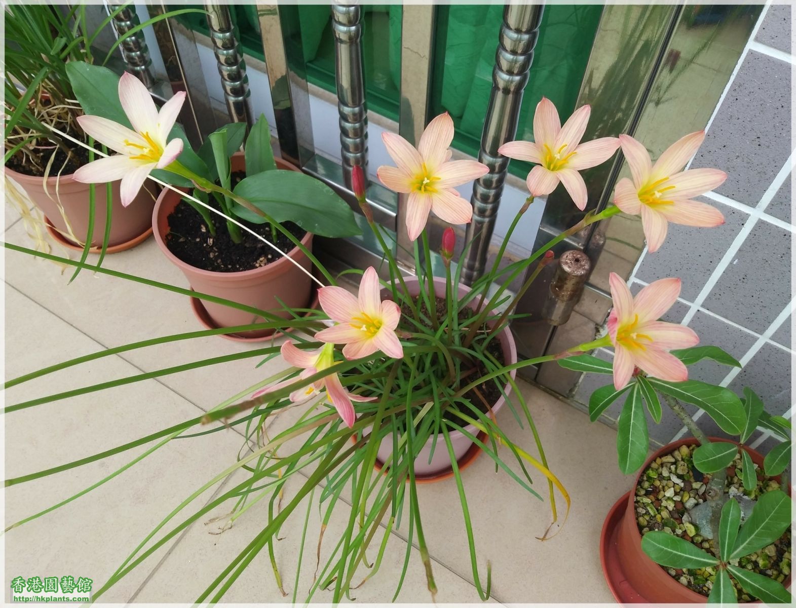 Zephyranthes Sunset Strain-2018-B013.jpg