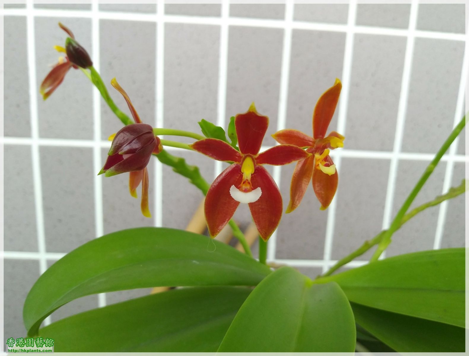 Phalaenopsis cornu-cervi var forma chattaladae 4n-2018-007.jpg