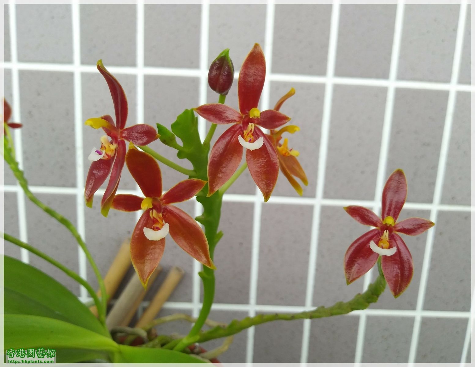 Phalaenopsis cornu-cervi var forma chattaladae 4n-2018-008.jpg