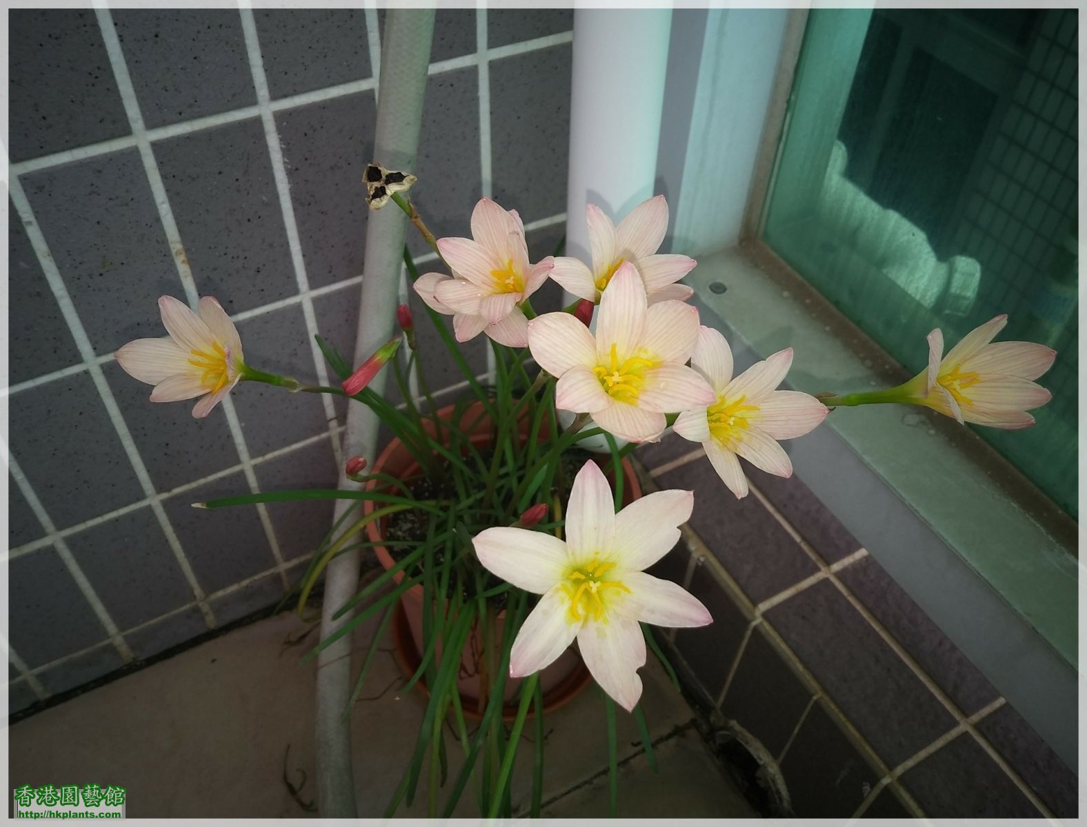 Zephyranthes Sunset Strain-2018-003.jpg