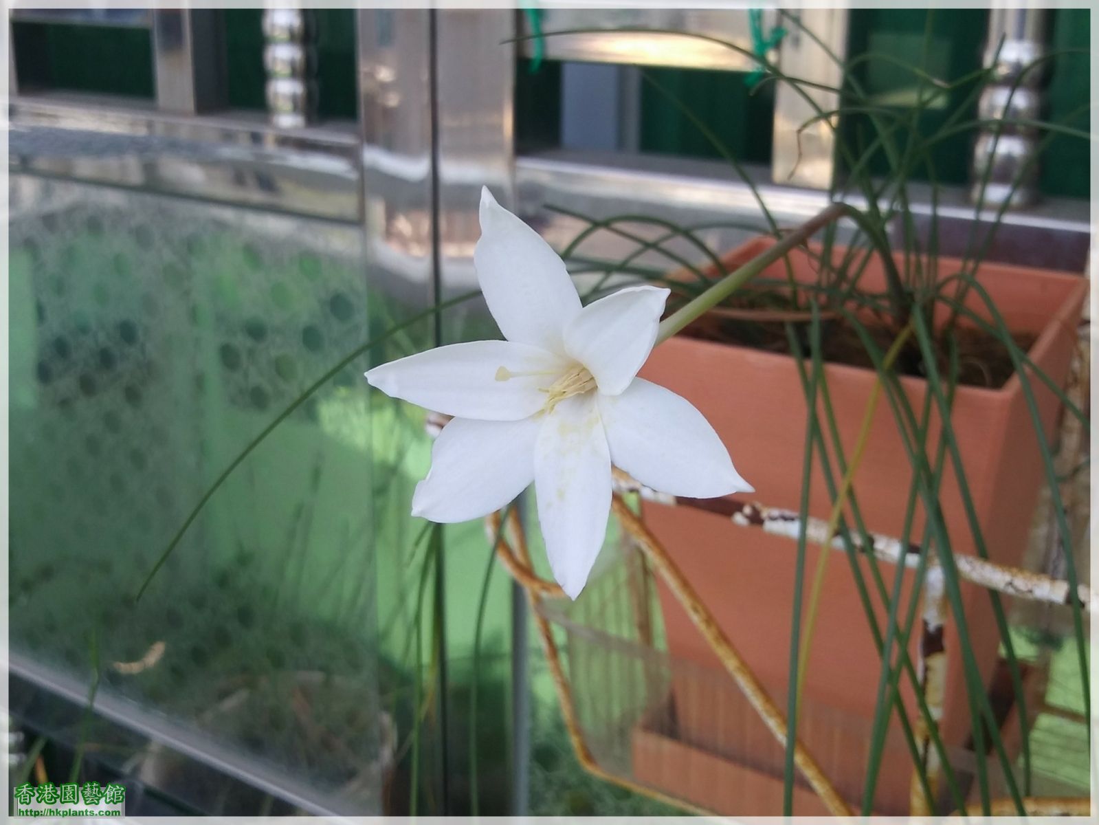 Zephyranthes Cooperia traubii-2018-006.jpg