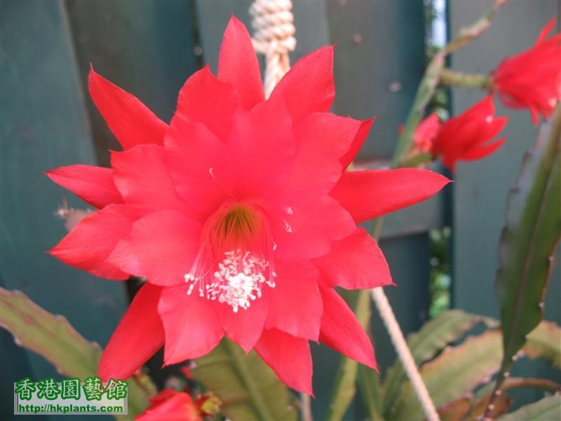 Epiphyllum - red (8).JPG