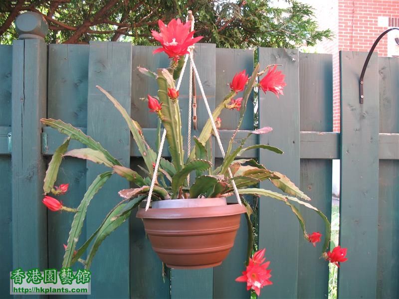 Epiphyllum - red (11).JPG