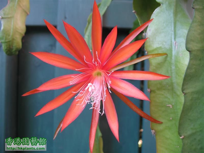 Epiphyllum - orange (4).JPG