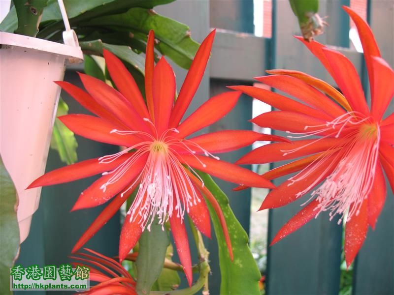 Epiphyllum - orange (7).JPG