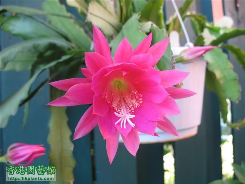 Epiphyllum - pink (5).JPG