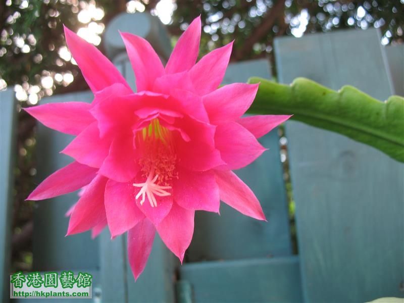 Epiphyllum - pink (8).JPG