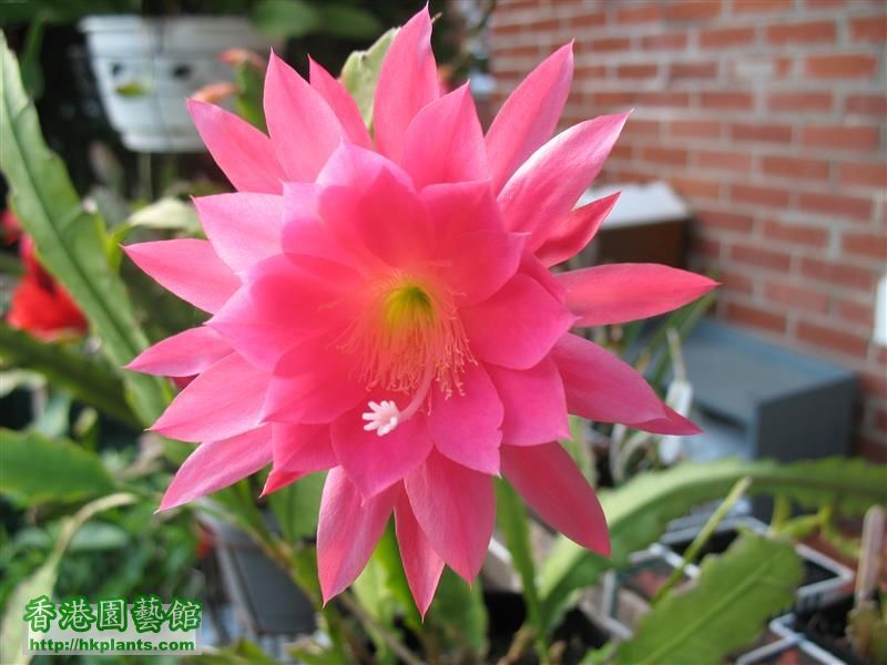 Epiphyllum - pink (10).JPG