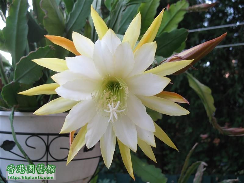 Epiphyllum - yellow (17).JPG