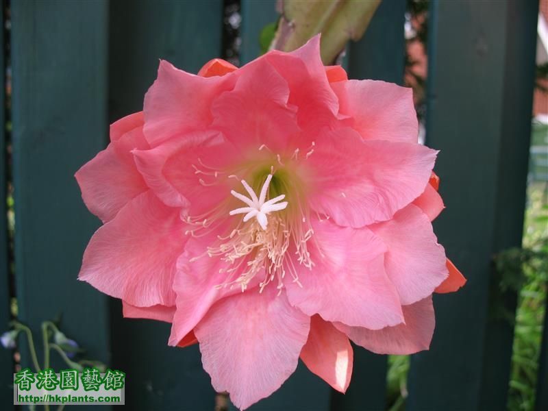 Epiphyllum - salmon pink (4).JPG