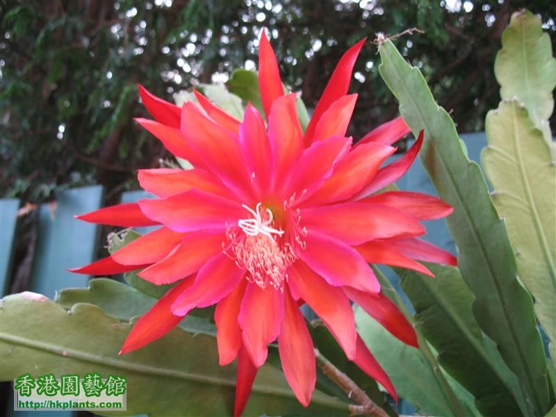 Epiphyllum - purple red (1).JPG