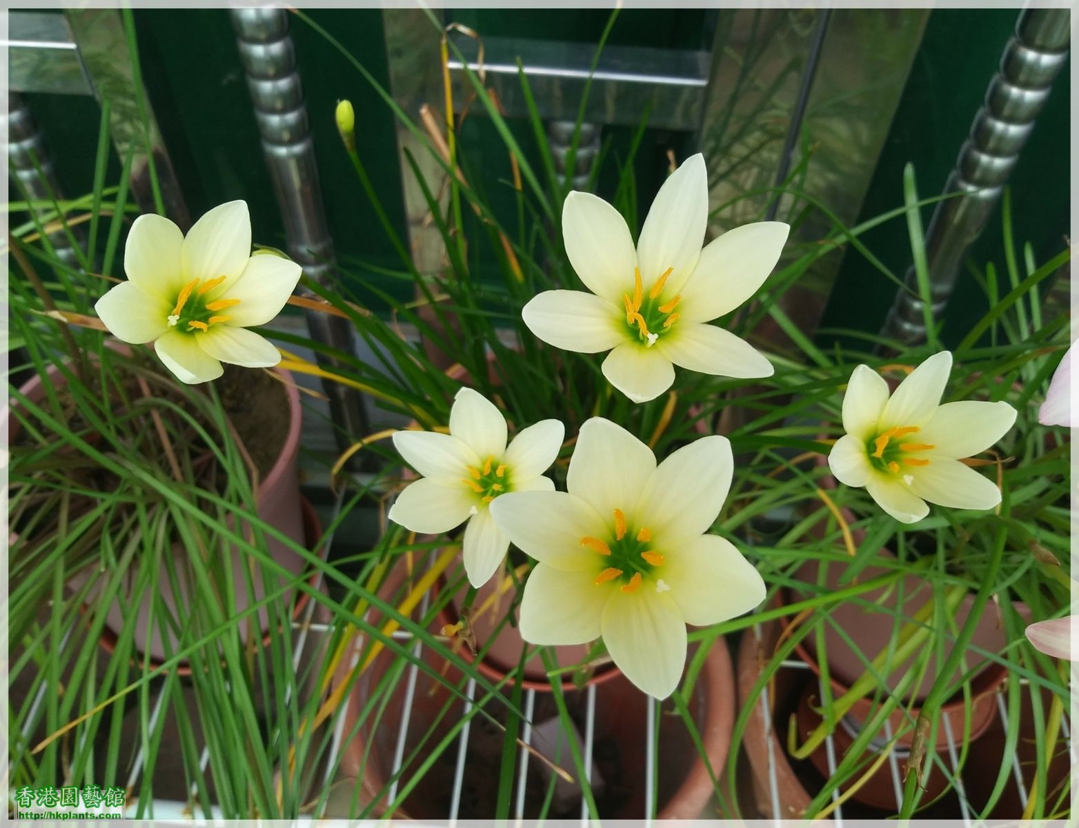 Zephyranthes 'Ajax'-2018-007.jpg