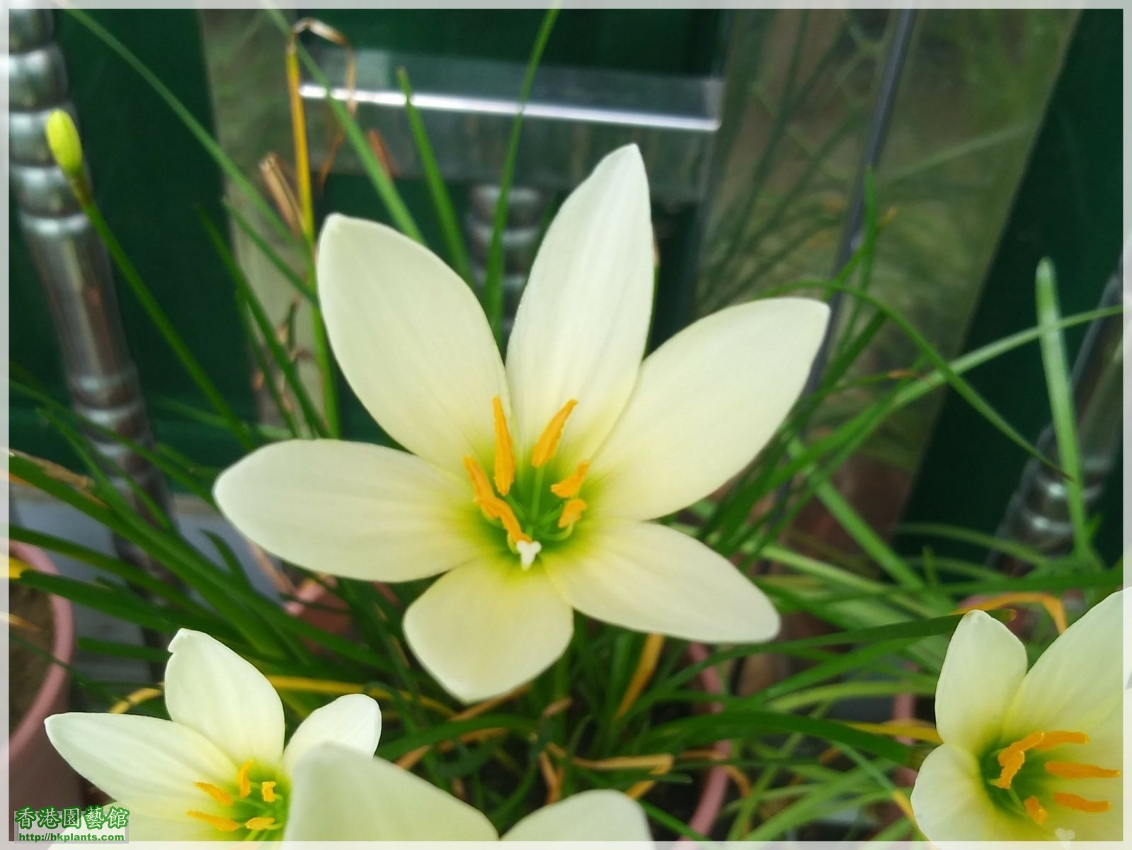 Zephyranthes 'Ajax'-2018-008.jpg