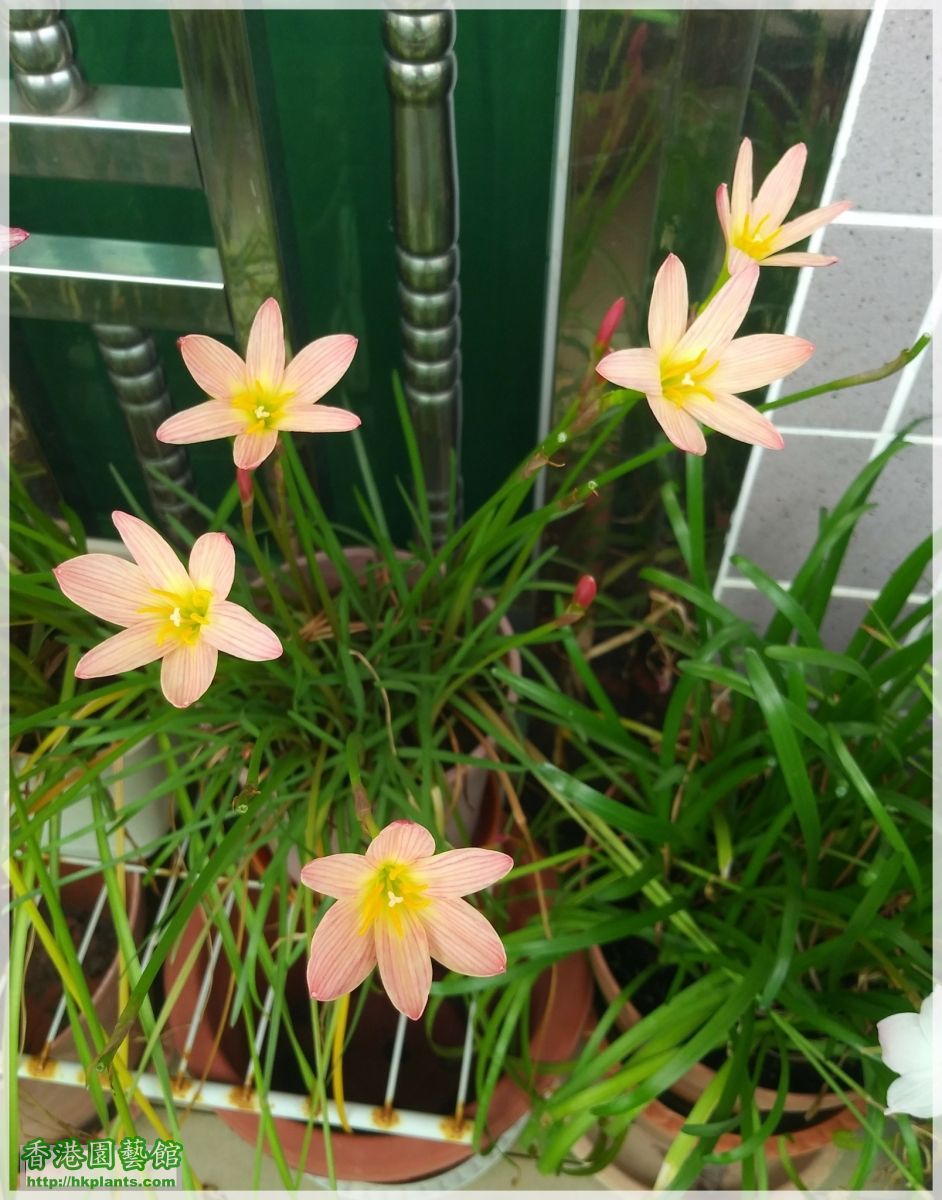 Zephyranthes Sunset Strain-2018-B016.jpg