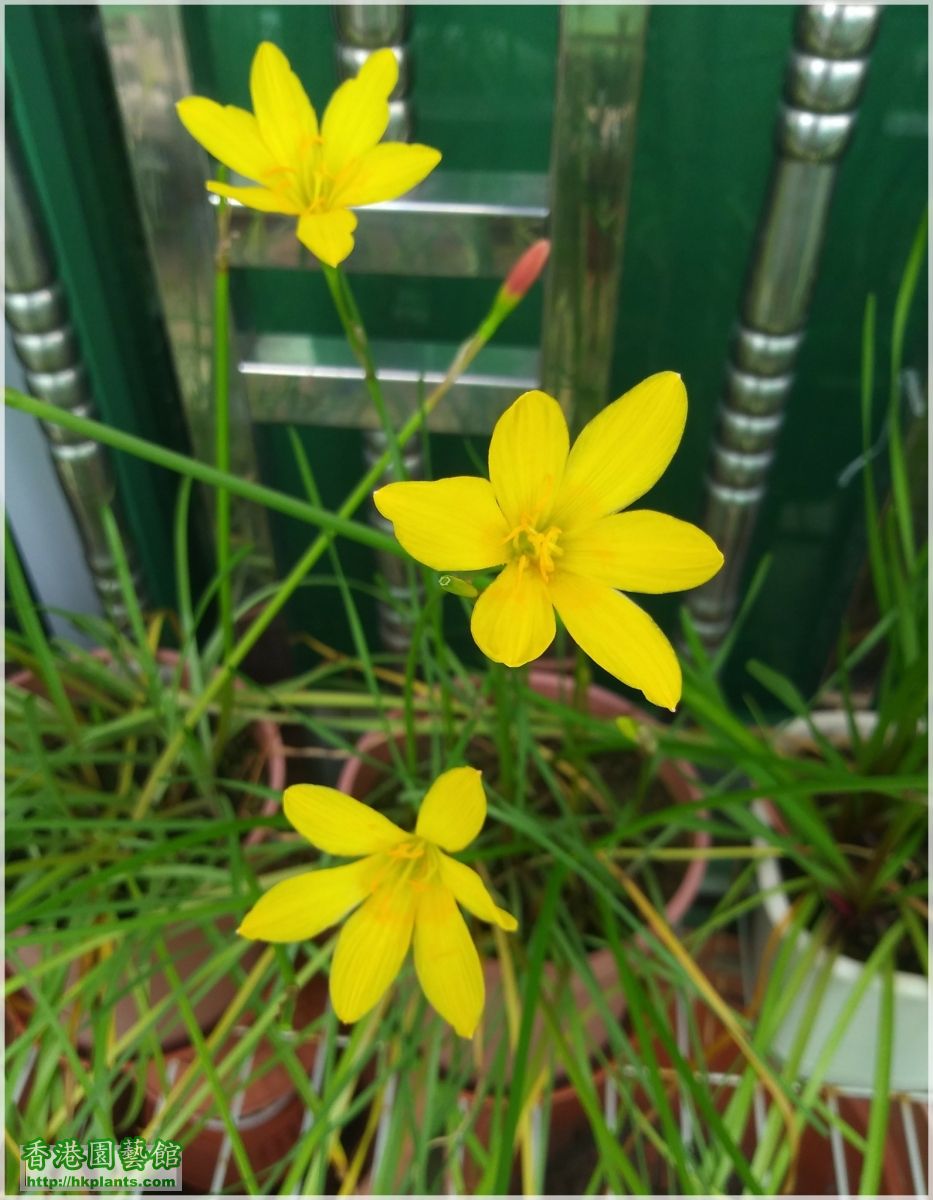 Zephyranthes Citrina-2018-014.jpg