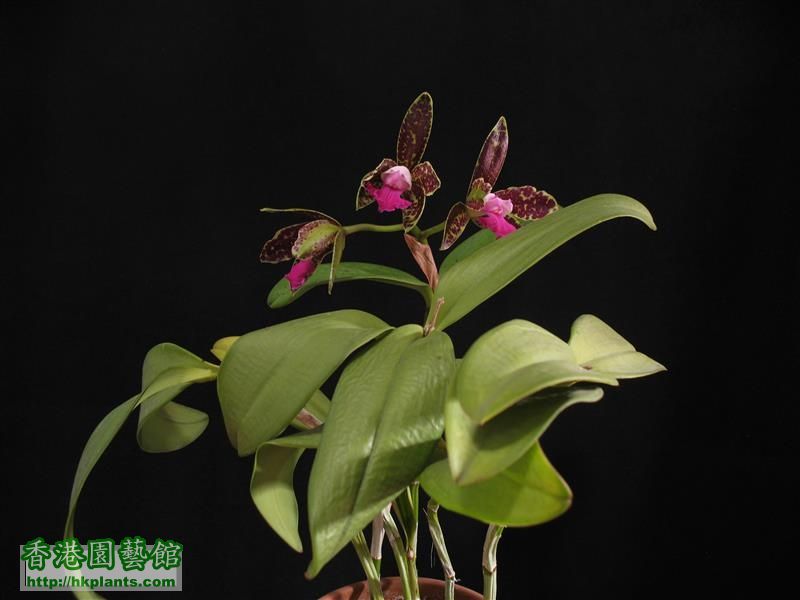 C. Hawaiian Variable x C. Netrasiri Beauty (4).JPG