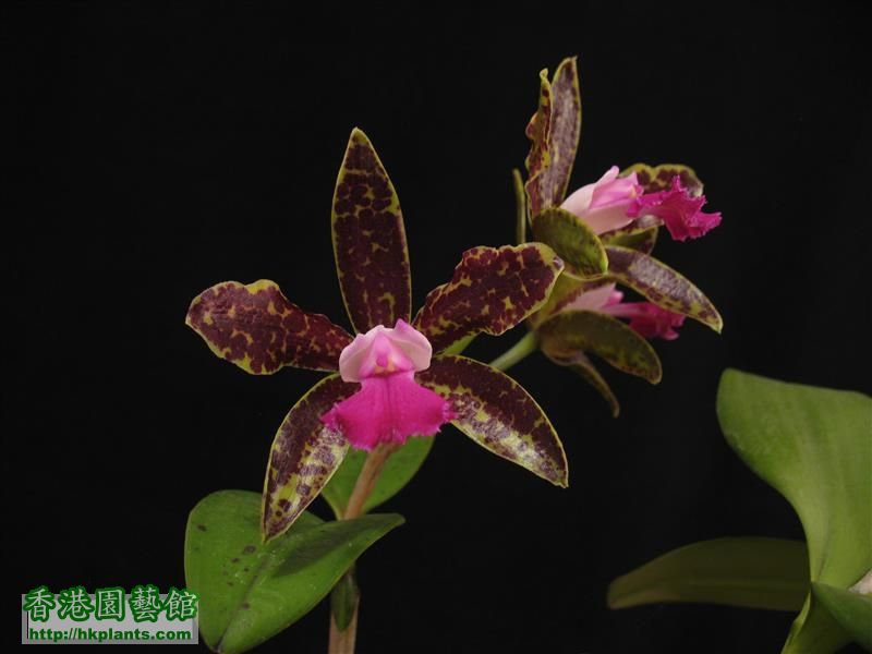 C. Hawaiian Variable x C. Netrasiri Beauty (9).JPG