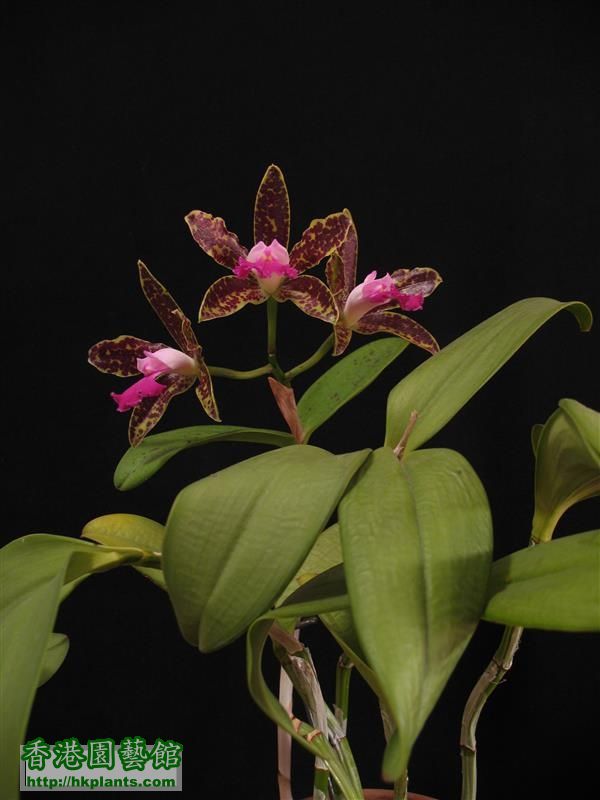 C. Hawaiian Variable x C. Netrasiri Beauty (14).JPG