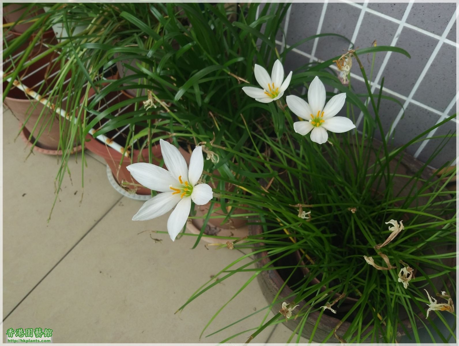 Zephyranthes Candida-2018-012.jpg