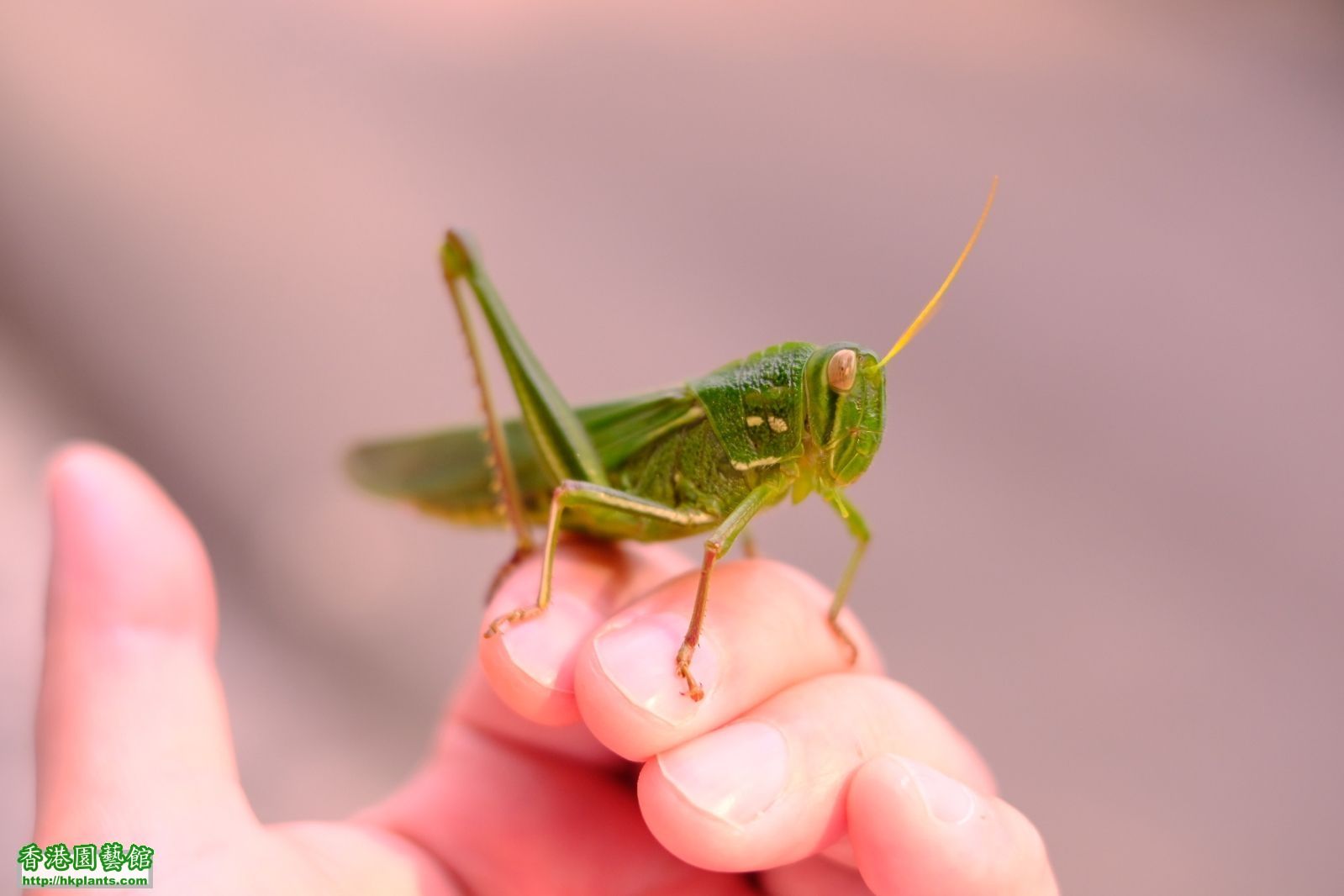 大草蜢