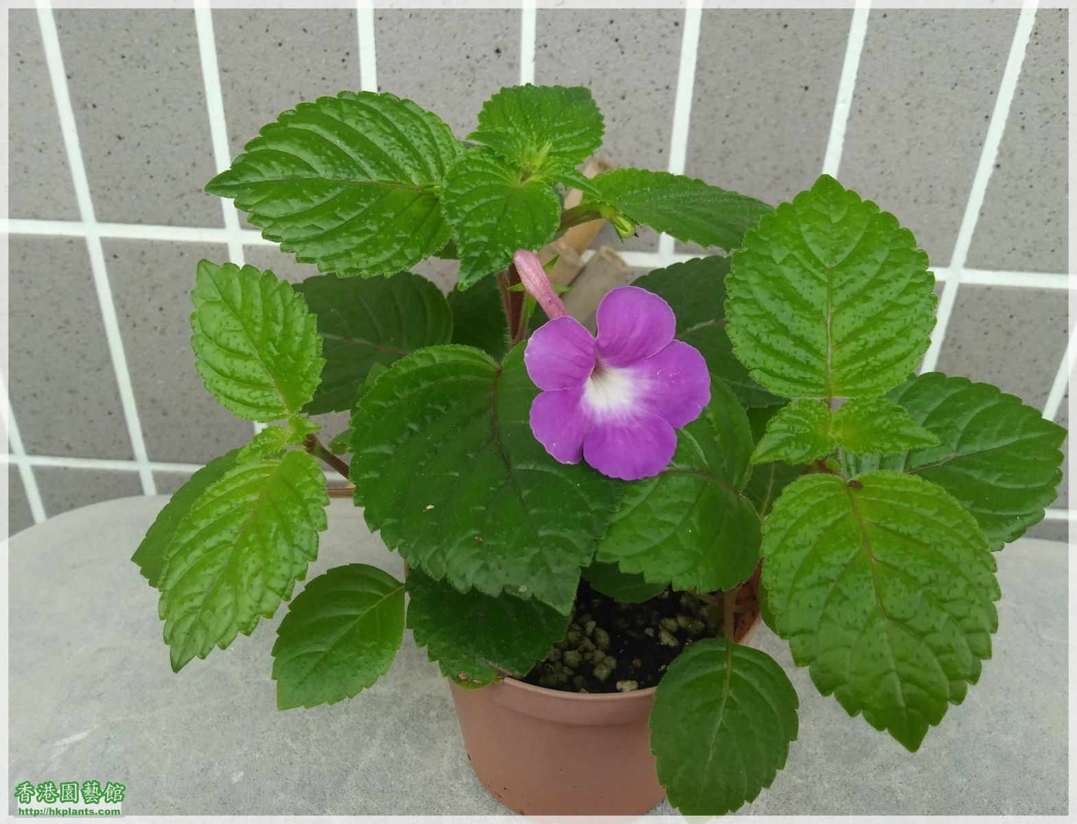 Achimenes Grandiflora 'Robert Dressler'-2018-004.jpg