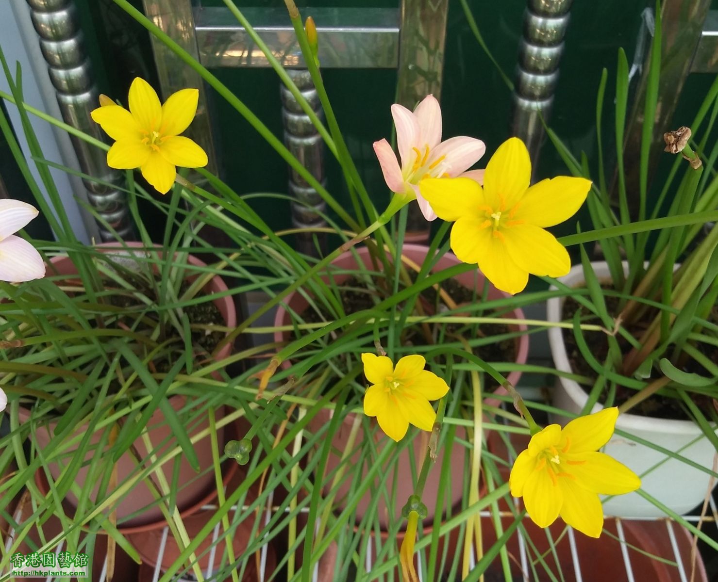 Zephyranthes Citrina-2018-016.jpg