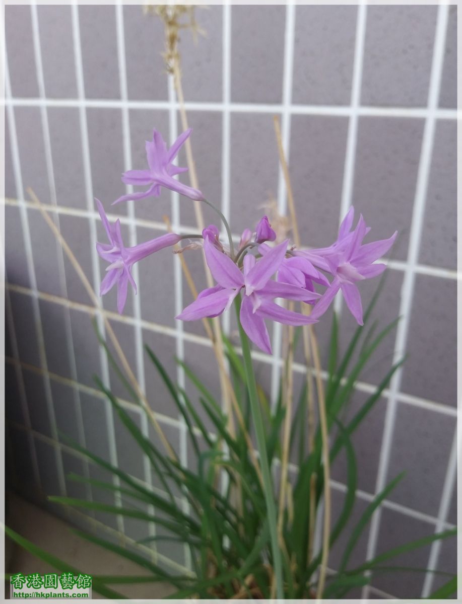紫嬌花-2018-009.jpg