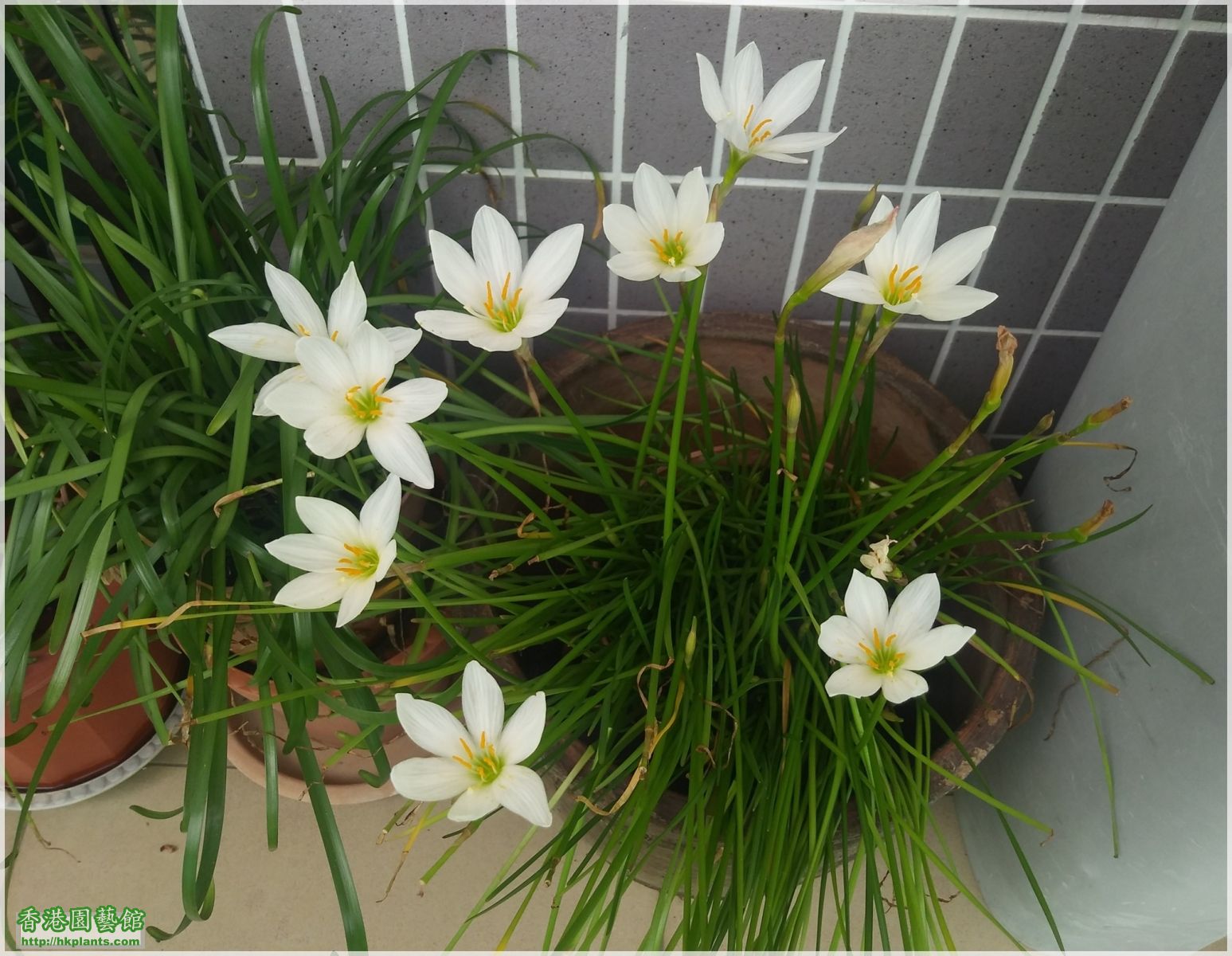 Zephyranthes Candida-2018-014.jpg