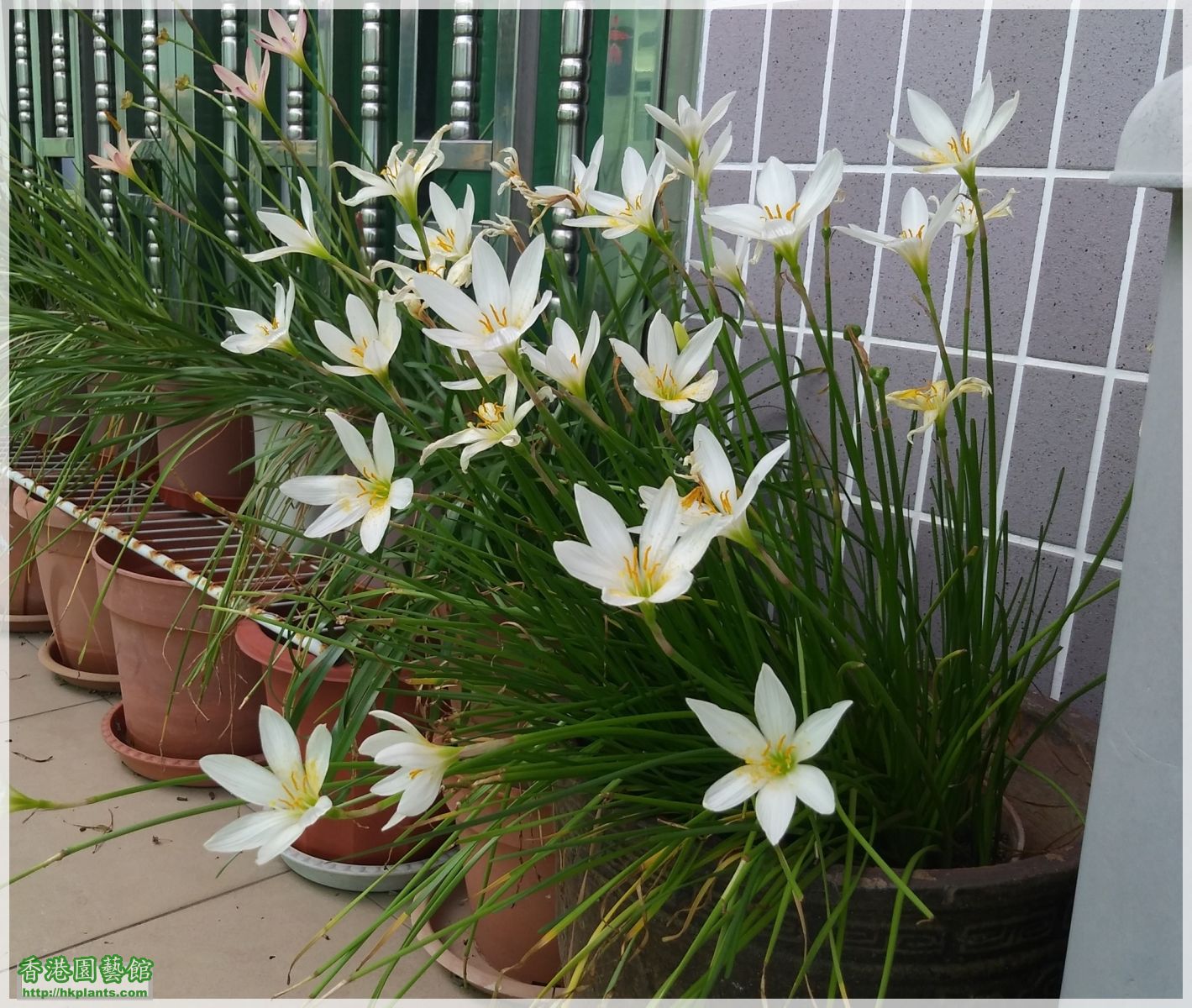 Zephyranthes Candida-2018-017.jpg