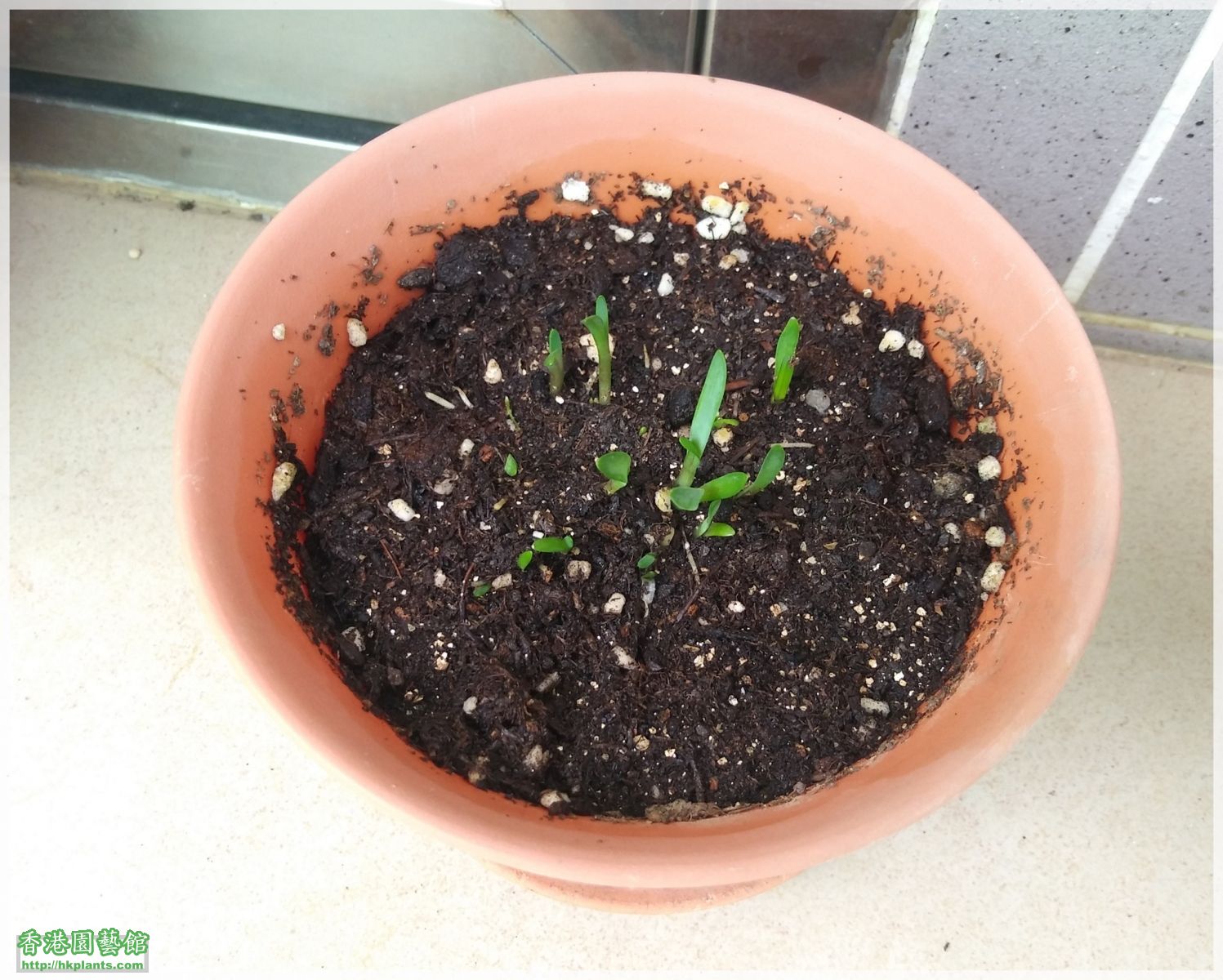 Ipheion Uniflorum Wisley Blue-2018-002.jpg