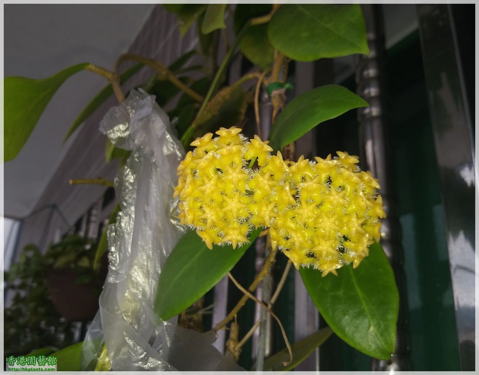 Hoya Mindorensis Yellow Corona-2018-018.jpg