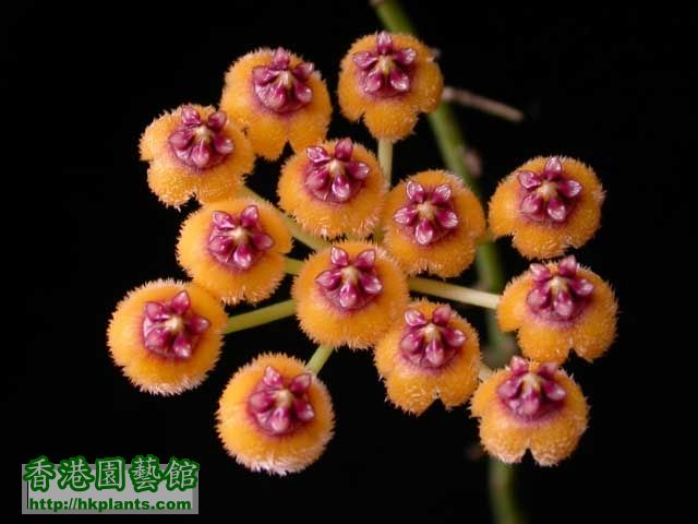 Hoya Endauensis-D001.jpg