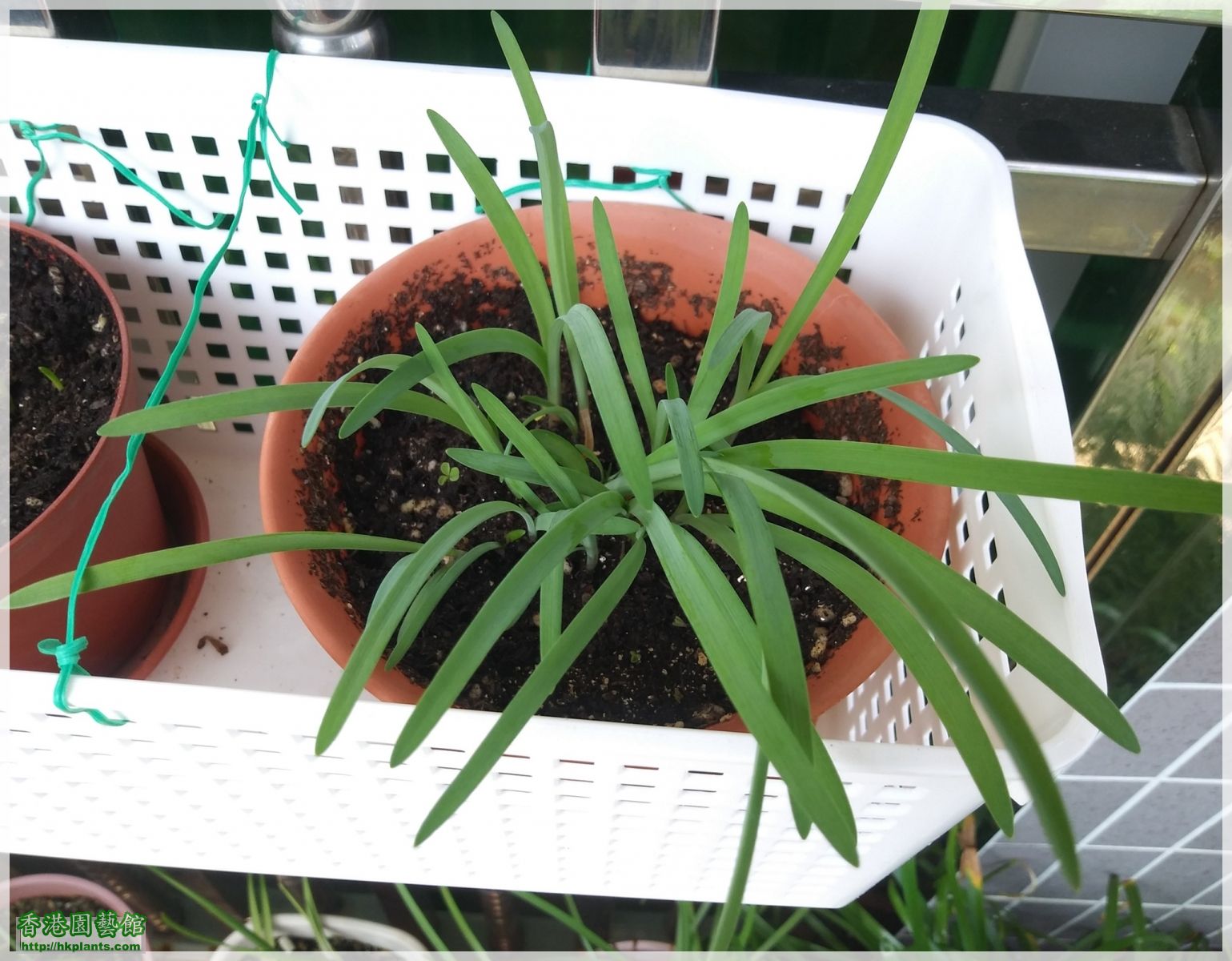 Ipheion Uniflorum Wisley Blue-2018-003.jpg