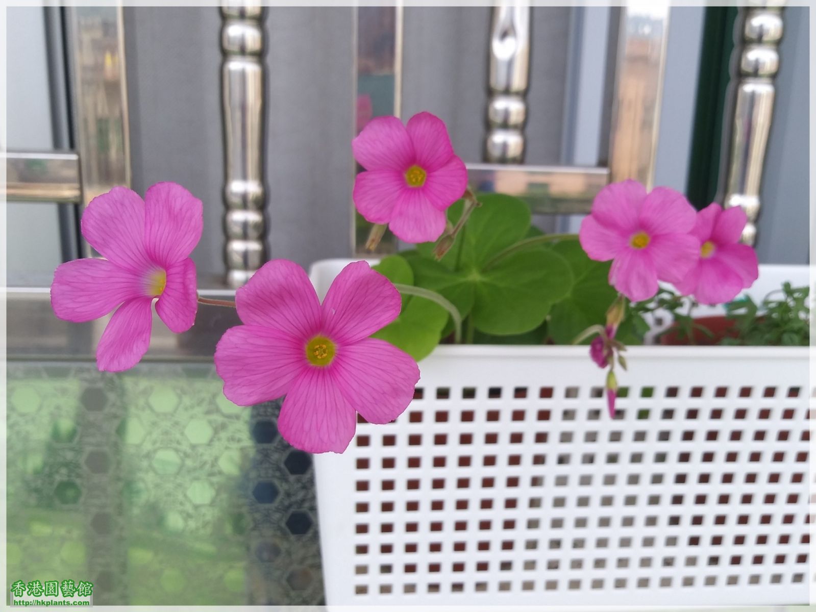 Oxalis Bowiei-2018-004.jpg