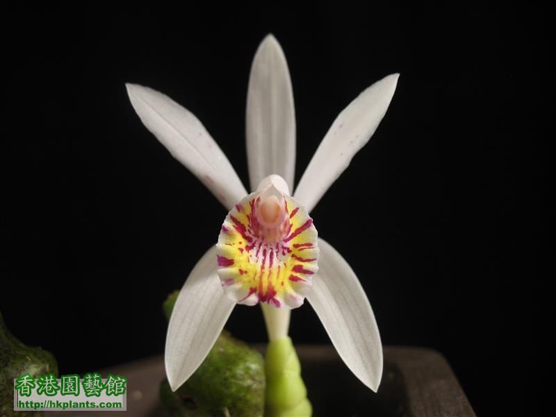 Pleione maculata (9).JPG