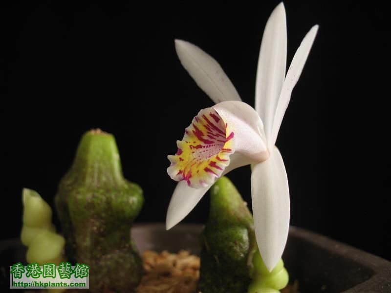 Pleione maculata (11).JPG