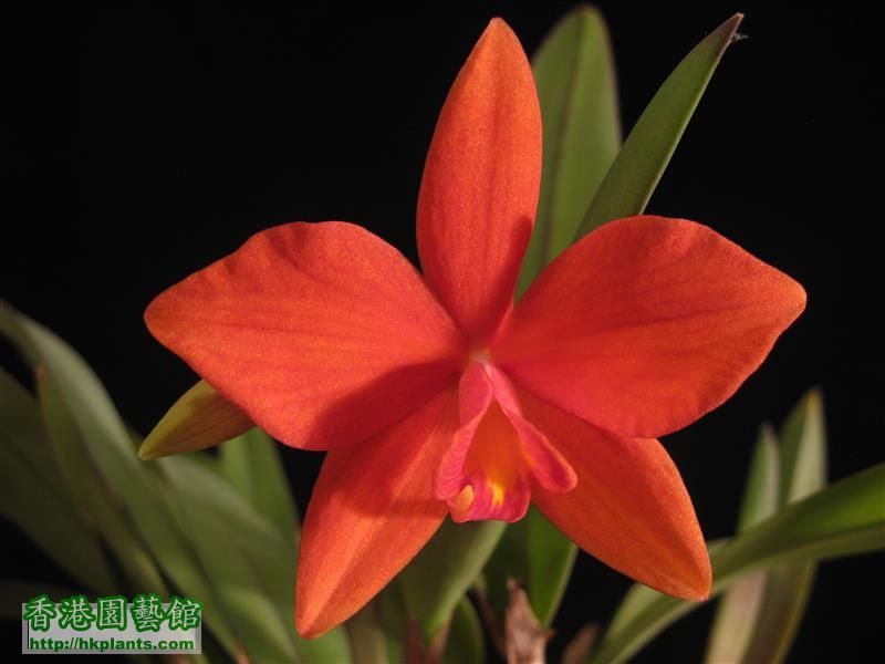 Sophronitis coccinea special x Laelia harpophylla (9).JPG