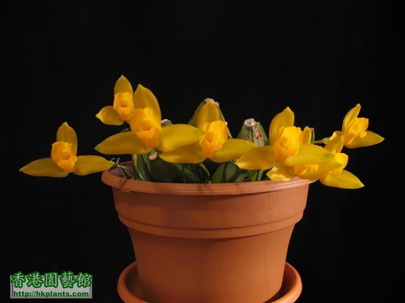 Lycaste x michelii (25).JPG