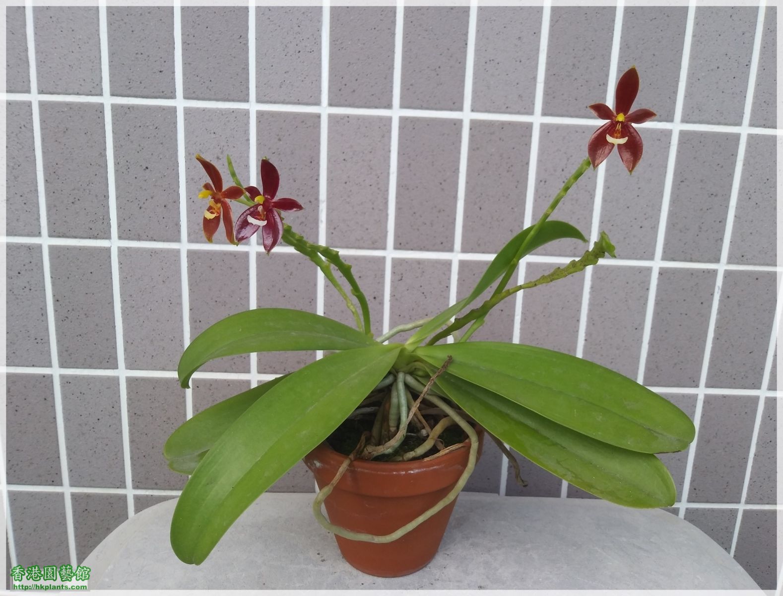 Phalaenopsis cornu-cervi var forma chattaladae 4n-2018-009.jpg